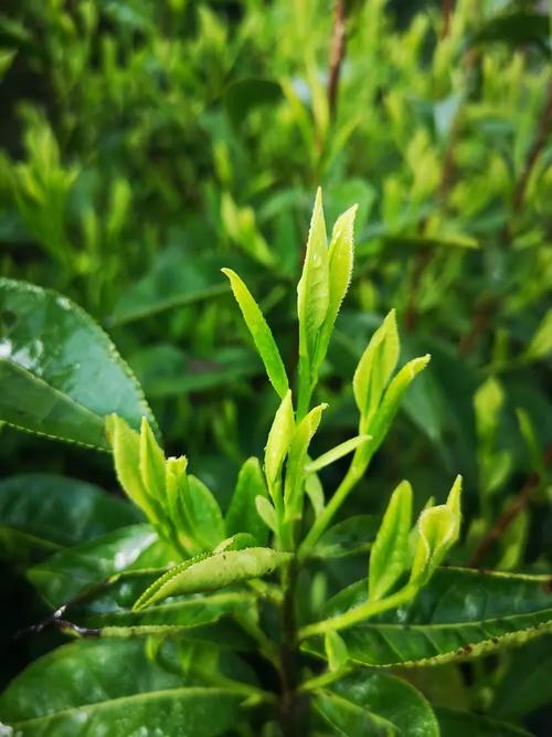 白际夜色里的茶香