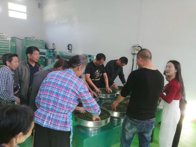 沙湾镇 新建茶叶加工厂拓宽茶农致富路