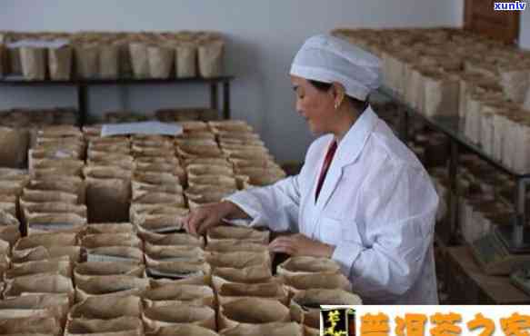 和益茶厂与和益茶业 传承与创新中的茶叶加工