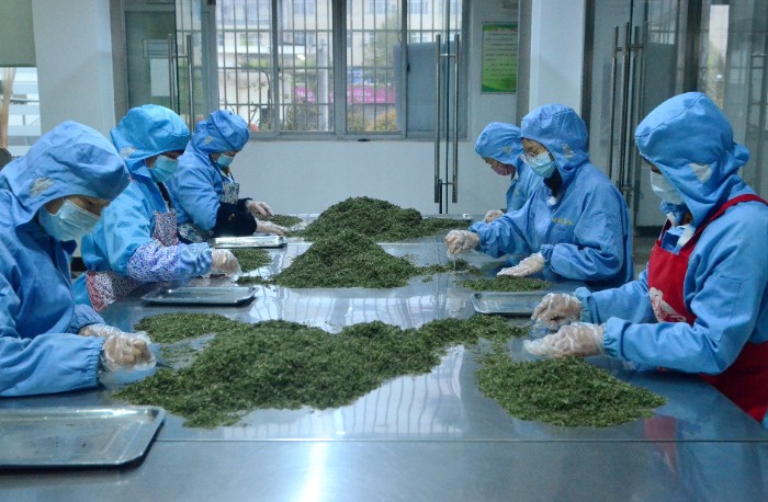 汉中宁强县 春茶采摘加工忙，茶香四溢产业兴