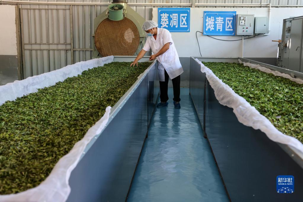 石阡 一片茶叶托起乡村振兴路——茶叶加工的匠心与变革